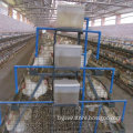 foreign trade Adult Layer chicken cages for sale